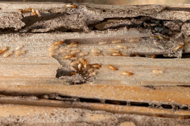 Best Insect Control  in Nashville, GA